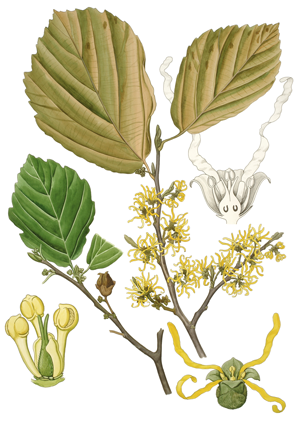 Hamamelis virginiana