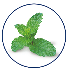 Xylitol Chewing Gum Spearmint