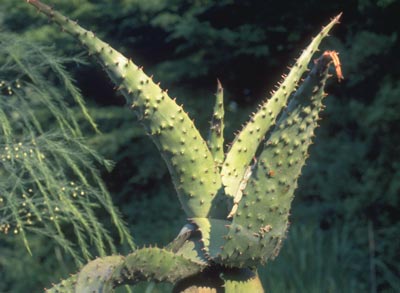 Aloe Vera